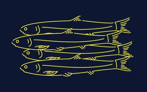 Sardines